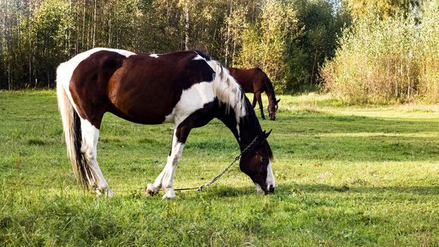 Gevlekte paard graast in een groene weide