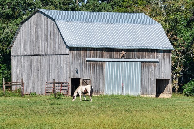 Gevlekte paarden grazen op de weide voor een schuur op het platteland