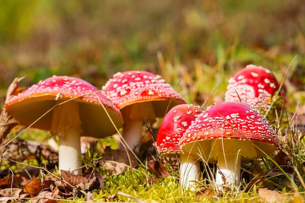 Gevlekte paddenstoelen in de herfst