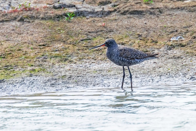 Gevlekte tureluurwaadvogel (Tringa erythropus)