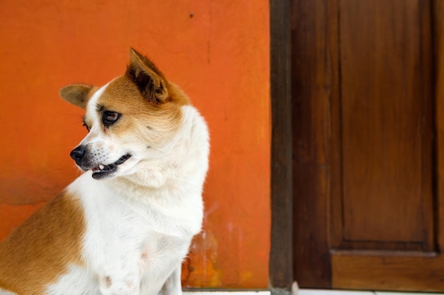 Gevlekte witte en oranje hond die bij de deur zit en wacht op de eigenaar Concept van vriendschap tussen hond en man