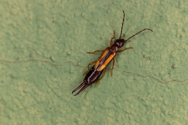 Gevleugeld en eenmaal gevleugeld insect