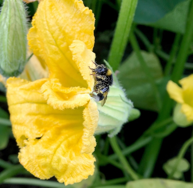 Gevleugelde bijen vliegen langzaam naar de plant om nectar te verzamelen voor honing op een privé-bijenstal