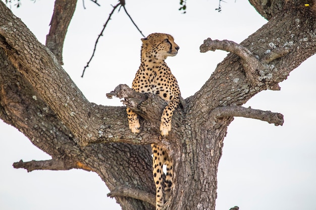 Gevleugelde melkweg vanuit de tent in de Masai Mara Kenia