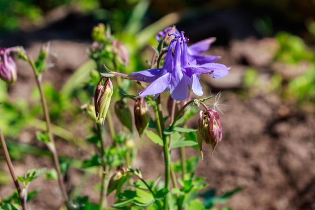 Gevoelige akeleibloem Aquilegia vulgaris in tuin