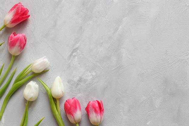 Gevoelige bloemenachtergrond Mooie roze en witte tulpen tegen getextureerde grijze muur en kopieer ruimte