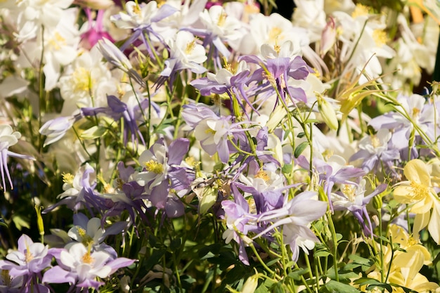 Gevoelige gemengde akeleibloemen in een bloemenmarkt