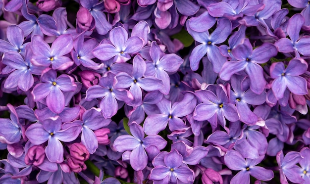 Gevoelige heldere, verzadigde bloemenachtergrond van grote lila bloemen