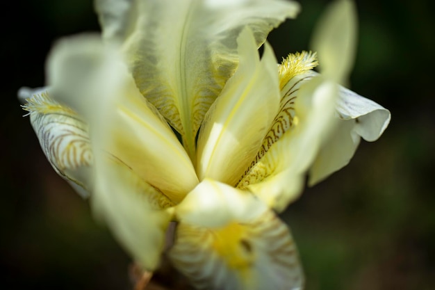 Gevoelige irisbloemen Close-up Natuurlijke natuurlijke achtergrond Macro-opnamen