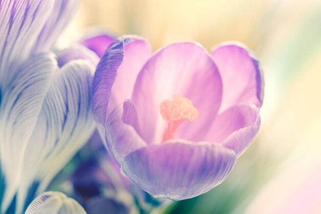 Gevoelige kleuren van krokussen van de eerste lentebloemen op onscherpe achtergrondmacro