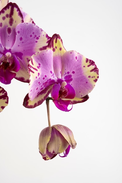 Foto gevoelige paarse orchidee op een witte achtergrond