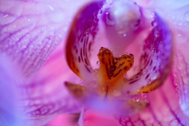 Gevoelige roze Orchidee met het close-up van dauwdalingen op lichtblauw