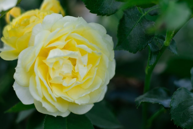 Gevoelige rozenknop in de tuin