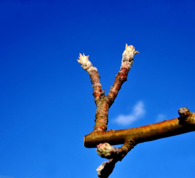 Gevoelige toppen van op een tak van de appelboom op een zonnige dag in april