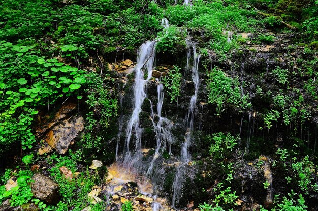 Gevoelige waterval in bos