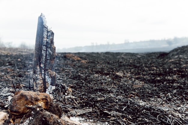 Gevolgen van zomerbosbrand. Verbrand zwart riet in het moeras, achtergrond