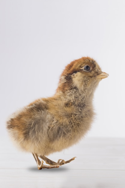 Gevulde chick