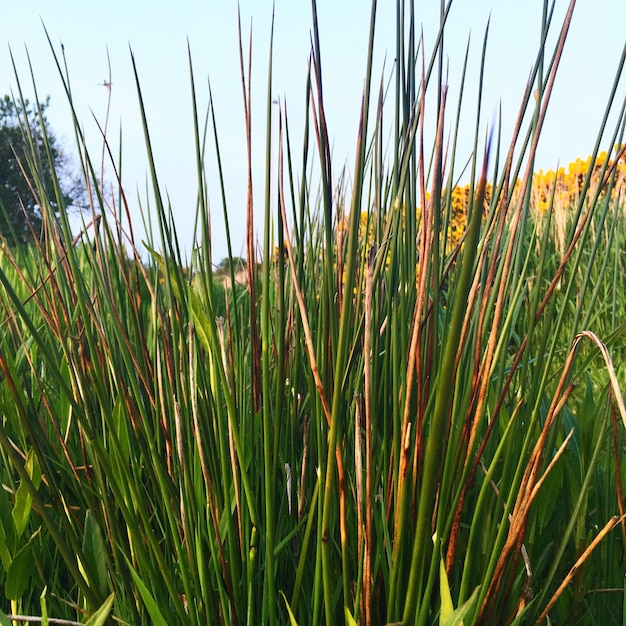 Gewas op het veld