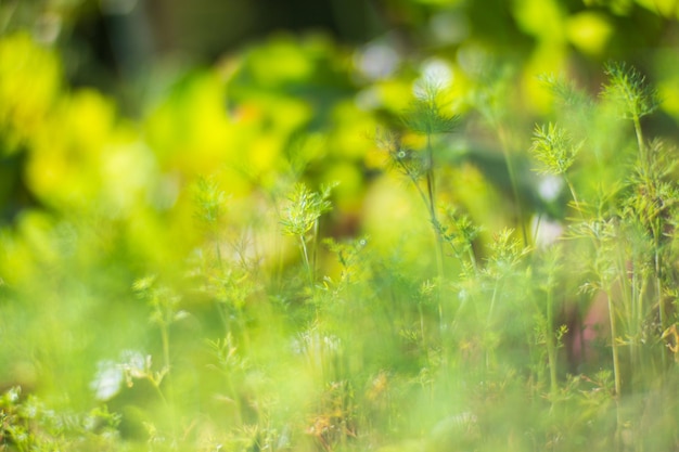 Gewassen geplant in de bodem rijpen onder de zon Gecultiveerd land close-up met spruit Landbouw plant groeit in bed rij Groen natuurlijk voedselgewas