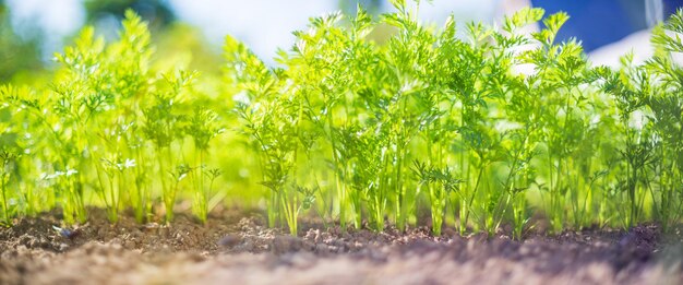 Gewassen geplant in de bodem rijpen onder de zon Gecultiveerd land close-up met spruit Landbouw plant groeit in bed rij Groen natuurlijk voedselgewas