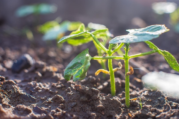 Gewassen geplant in de bodem rijpen onder de zon Gecultiveerd land close-up met spruit Landbouw plant groeit in bed rij Groen natuurlijk voedselgewas