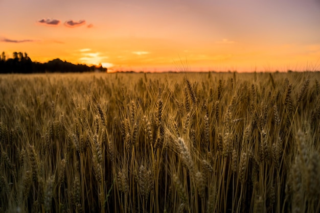 Gewassen groeien in het veld tegen de hemel tijdens de zonsondergang