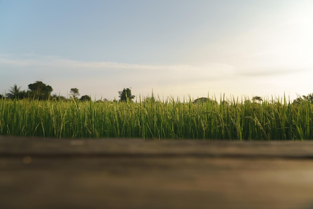 Foto gewassen groeien op het veld tegen de lucht