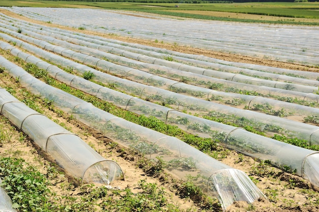 Gewassen op landbouwgrond op het platteland in een landelijke omgeving.