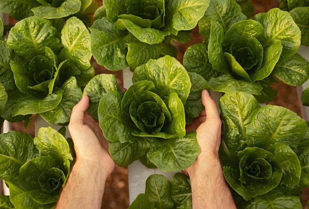 Gewastuinier met groene sla