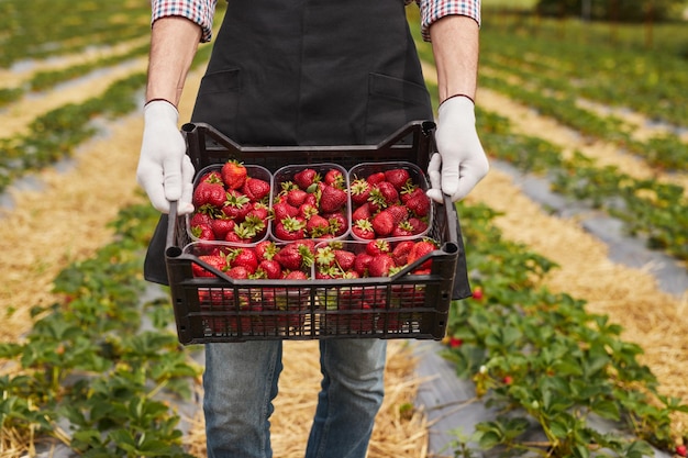 Gewastuinman draagt doos aardbeien