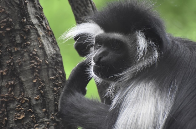 Geweldig gezicht van een colobus-aap die poseert tijdens een boomklim.