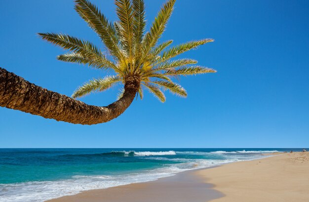 Geweldig hawaiiaans strand. golf in oceaan en vulkanische lavakust