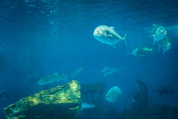 Geweldig koraalrif aquarium moment