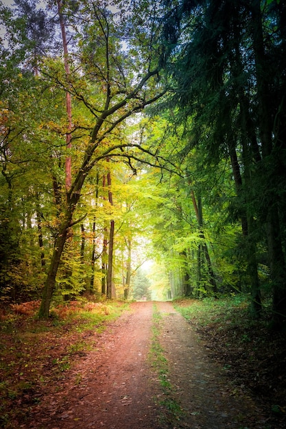 Geweldig pad in het bos in Polen