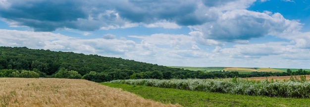 Geweldig panoramisch uitzicht op tarweveld met margrieten grens Zomerdag op een grasveld wolken op een blauwe hemel zomer landschap