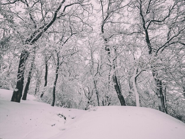 Geweldig sprookjesachtig winterpark. Bomen bedekt met sneeuw, kerst seizoensgebonden achtergrond.