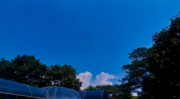 Geweldig uitzicht op de blauwe lucht en de boom