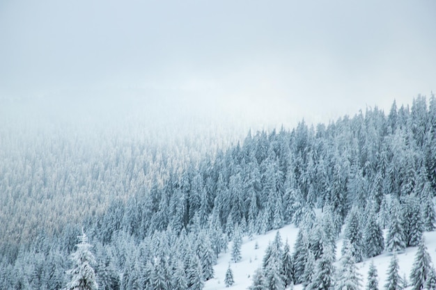 Geweldig winterlandschap met besneeuwde sparren in de bergen