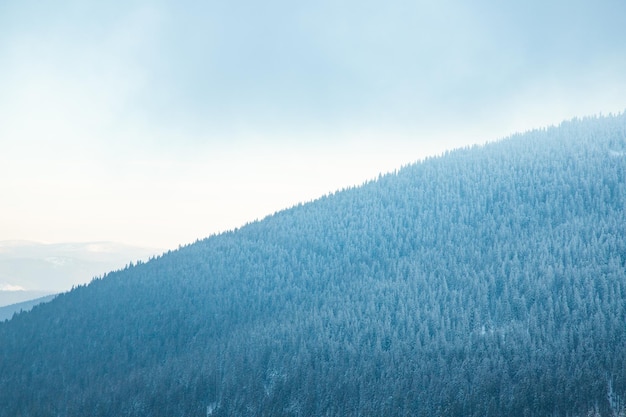 Geweldig winterlandschap met besneeuwde sparren in de bergen