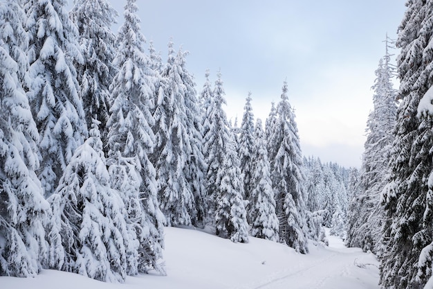 Geweldig winterlandschap met besneeuwde sparren in de bergen