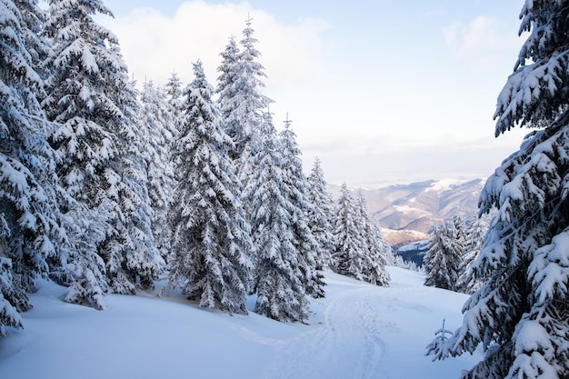 Geweldig winterlandschap met besneeuwde sparren in de bergen