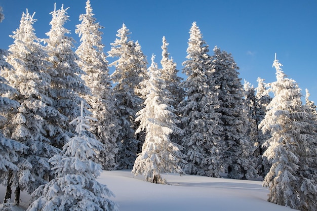 Geweldig winterlandschap met besneeuwde sparren in de bergen