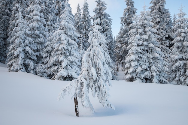 Geweldig winterlandschap met besneeuwde sparren in de bergen