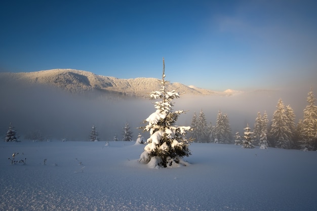 Geweldig winterlandschap met eenzame dennenboom in koude mistige bergen bij zonsopgang.