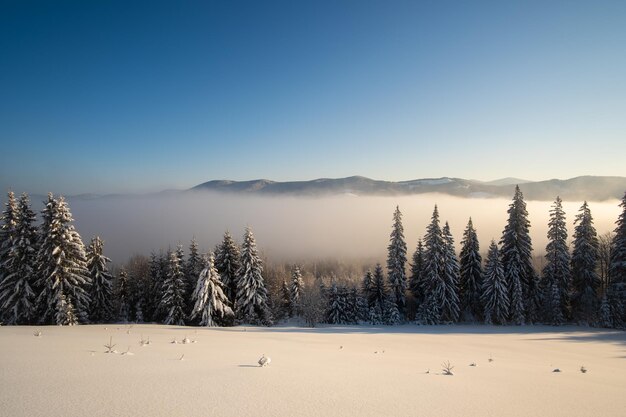 Geweldig winterlandschap met pijnbomen van besneeuwd bos in koude mistige bergen bij zonsopgang.