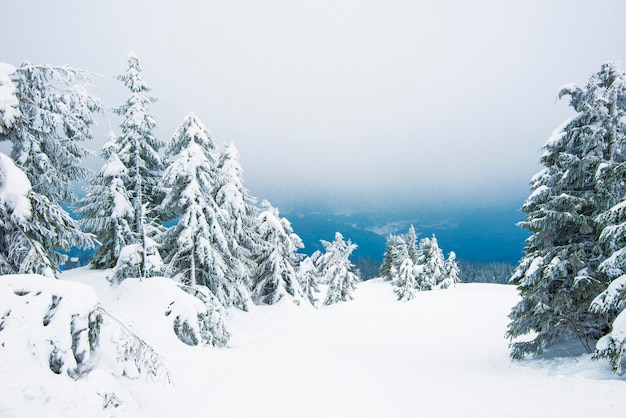 Geweldig winterlandschap van besneeuwde kleine sparren