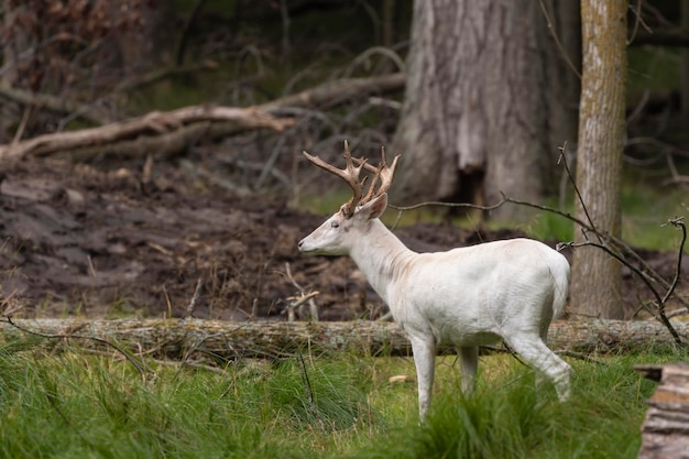 Geweldig zeldzaam albino witstaarthert