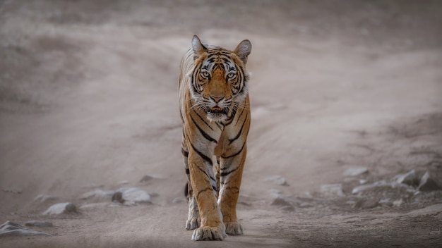 Geweldige bengaalse tijger in de natuur