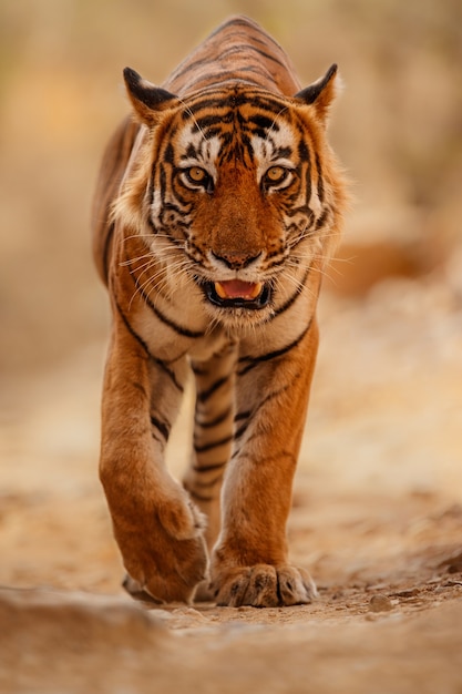 Geweldige Bengaalse tijger in de natuur