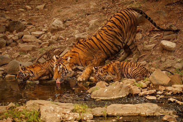 Geweldige Bengaalse tijger in de natuur